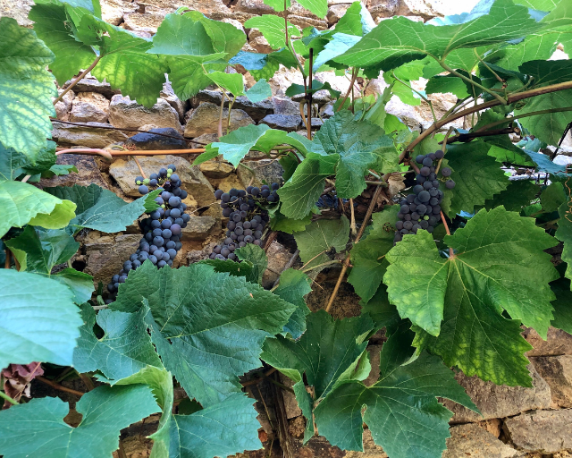 Grappes de raisins rouges contre un mur en pierre