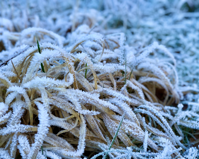 Herbes givrées