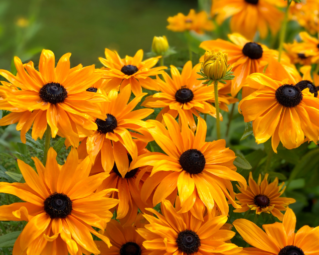 Rudbeckias oranges
