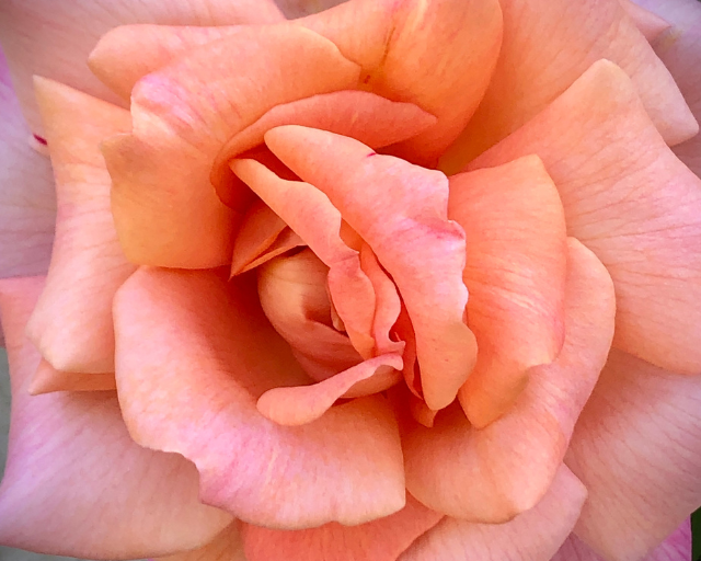 Le coeur d'une rose couleur saumon.